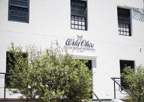 Wild Olive