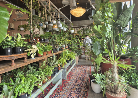 Arka Plant Shop