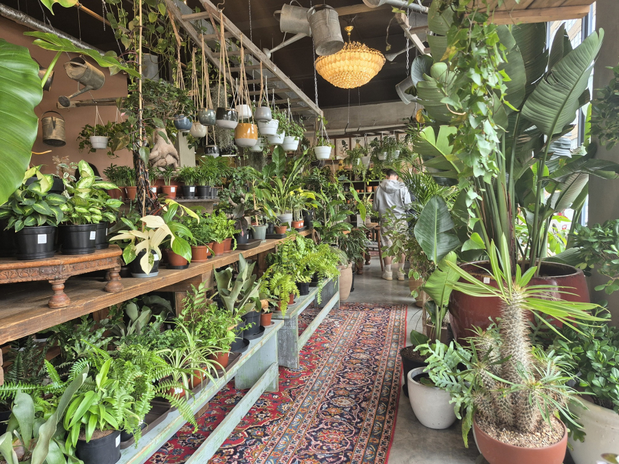Arka Plant Shop